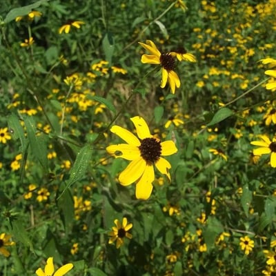 Rudbeckia triloba — flower
