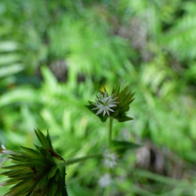 Elephantopus mollis — flower