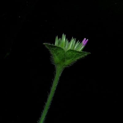 Elephantopus scaber — flower