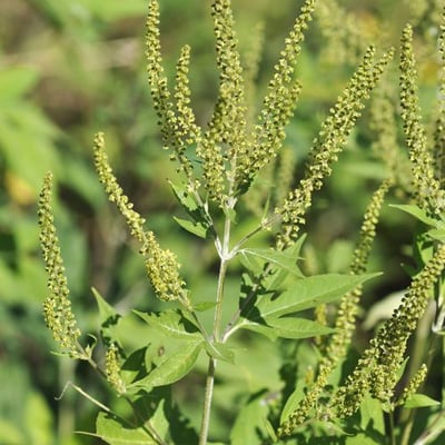 Ambrosia trifida — flower