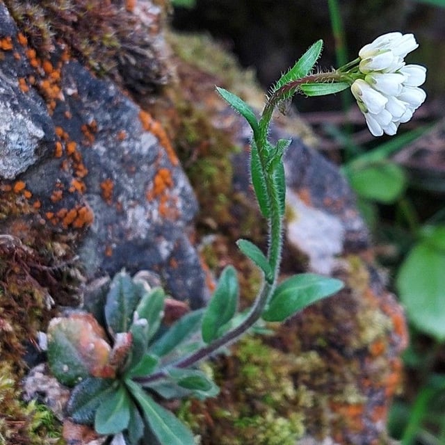 Arabis ciliata — flower