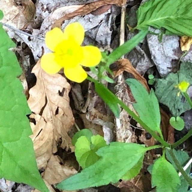 Ranunculus hispidus — flower