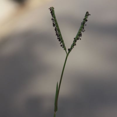 Paspalum distichum — flower