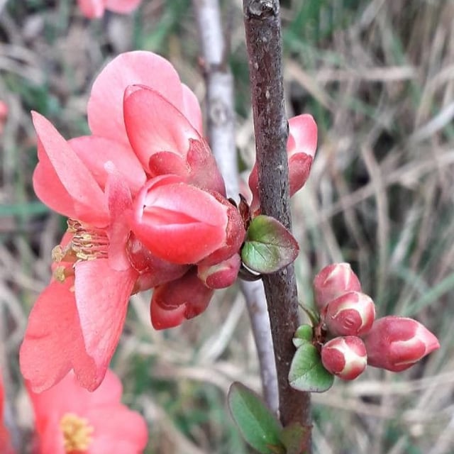 Chaenomeles japonica — flower