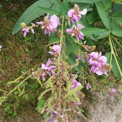 Desmodium canadense — flower