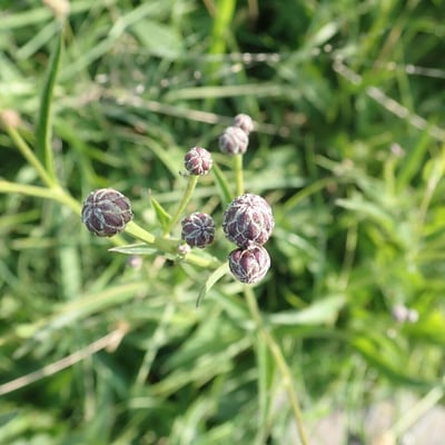 Serratula tinctoria — flower
