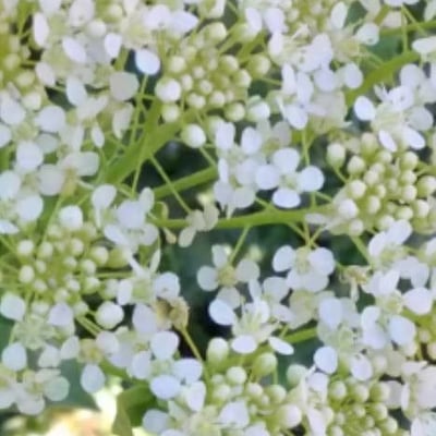 Lepidium draba — flower