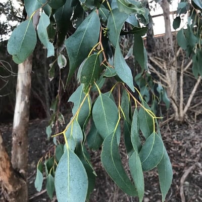 Eucalyptus ovata — leaf
