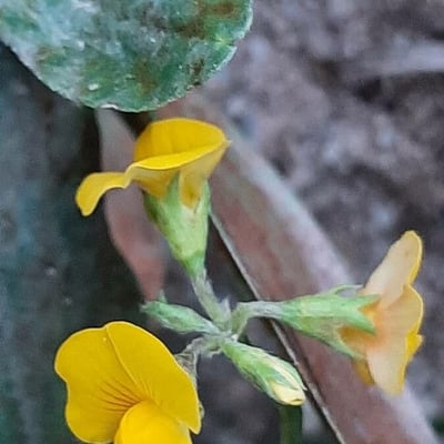 Scorpiurus muricatus — flower