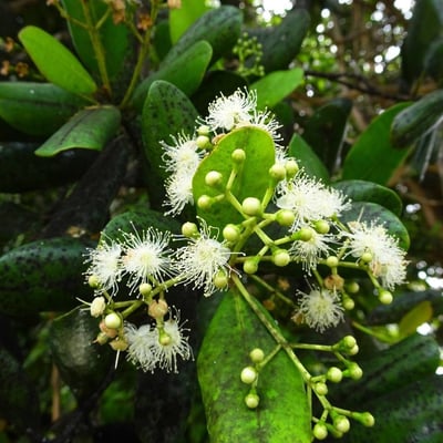 Pimenta racemosa — flower