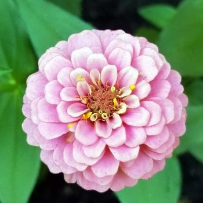 Zinnia peruviana — flower