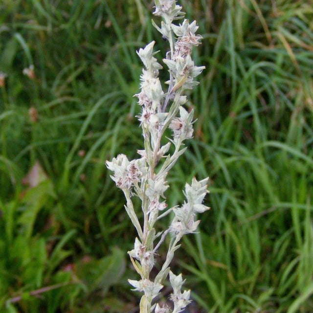 Filago arvensis — flower