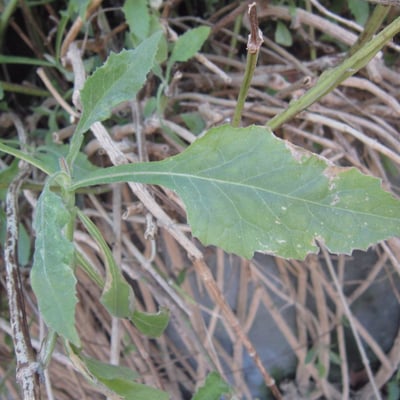 Verbesina crocata — habit
