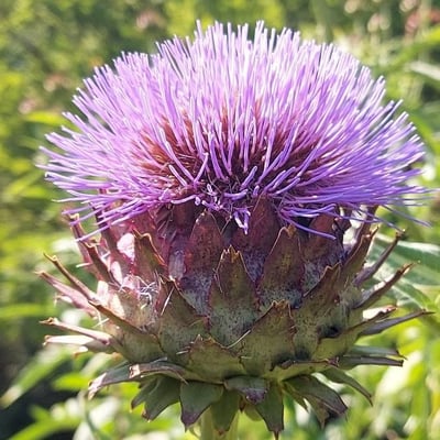 Cynara cardunculus — flower