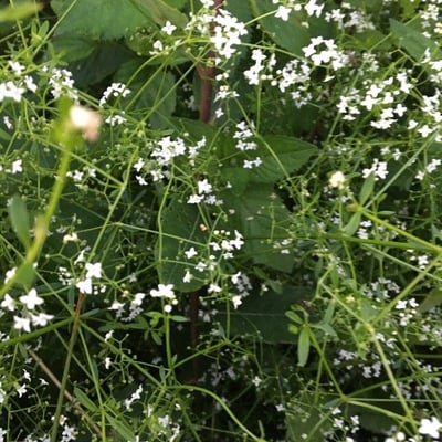 Galium elongatum — flower