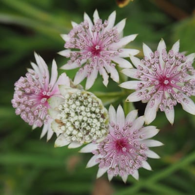 Astrantia major — flower