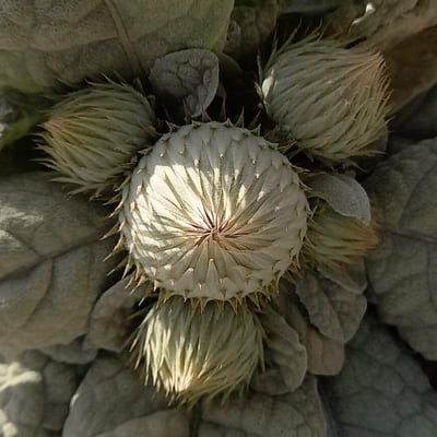 Berardia lanuginosa — flower