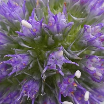 Eryngium maritimum — flower