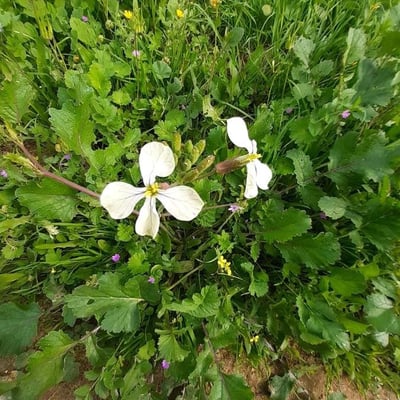 Brassica juncea — flower