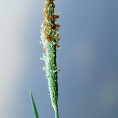 Alopecurus aequalis — flower