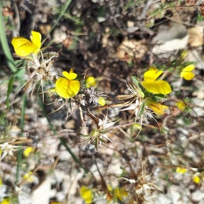Ononis minutissima — flower