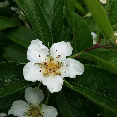 Mespilus germanica — flower