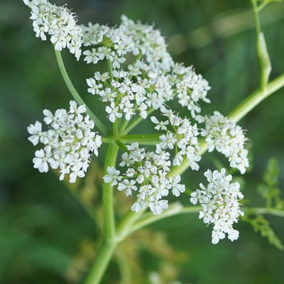 Oenanthe fistulosa — flower