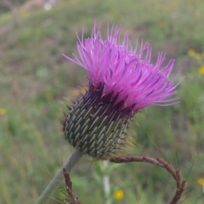 Cirsium undulatum — flower