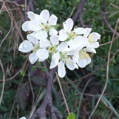 Prunus domestica — flower