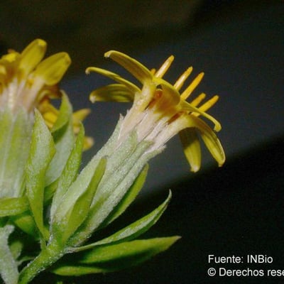 Trixis inula — flower