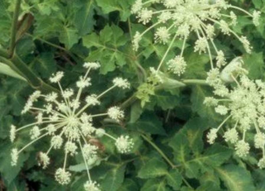 Angelica polymorpha