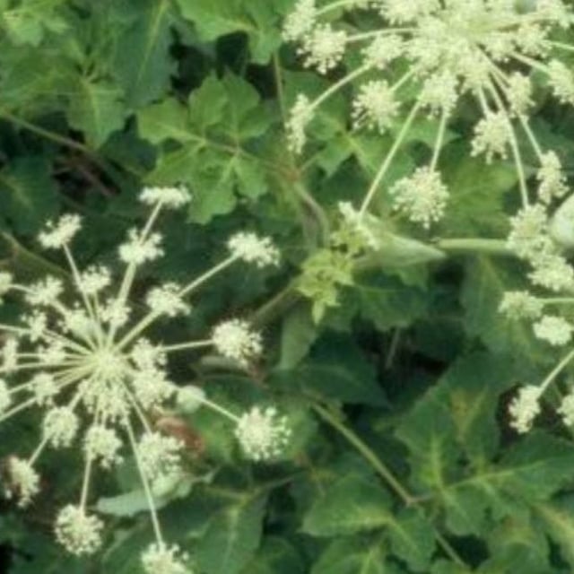 Angelica polymorpha