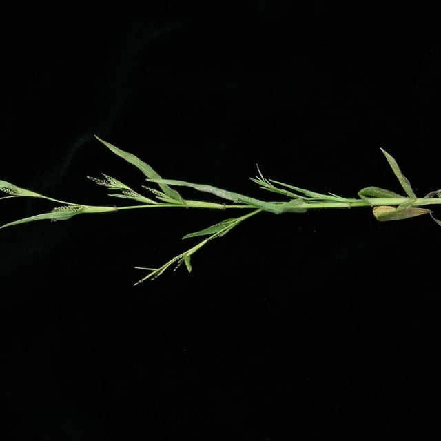 Hackelochloa granularis — habit