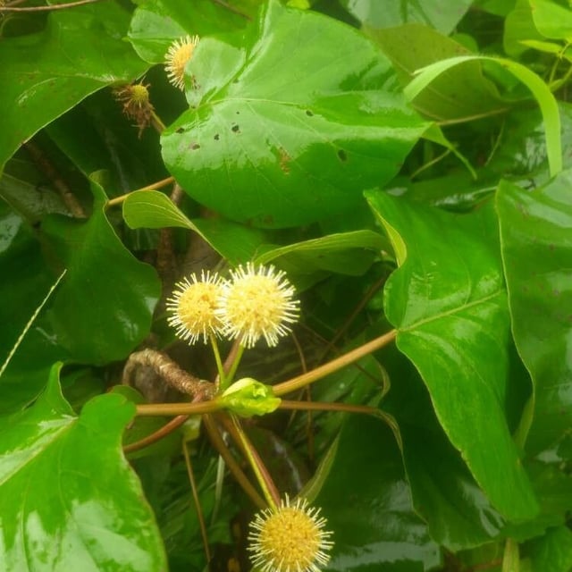 Sierra leone-peach