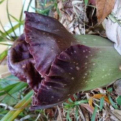 Amorphophallus paeoniifolius — flower