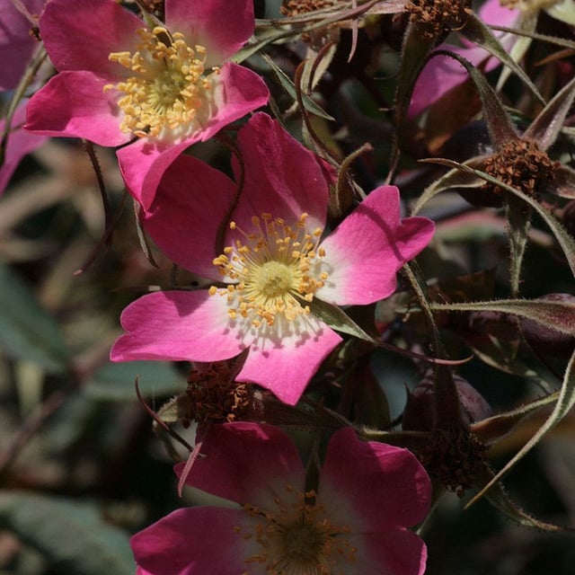 Rosa glauca — flower