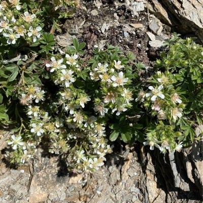 Potentilla caulescens — flower