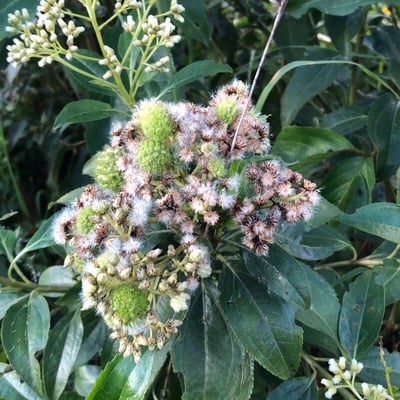 Baccharis latifolia — flower