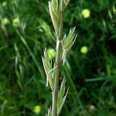 Lolium multiflorum — flower