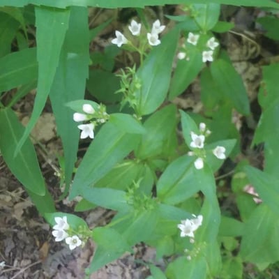 Houstonia purpurea — flower