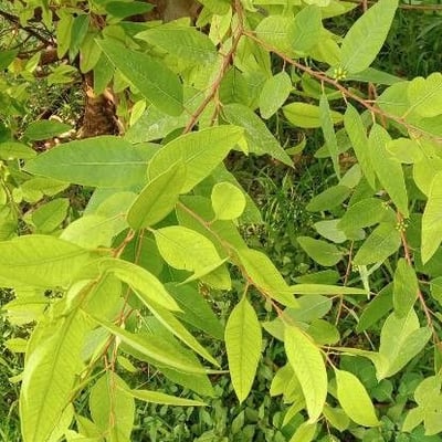 Eucalyptus obliqua — leaf