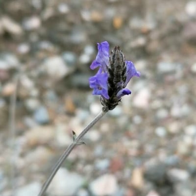 Lavandula multifida — flower