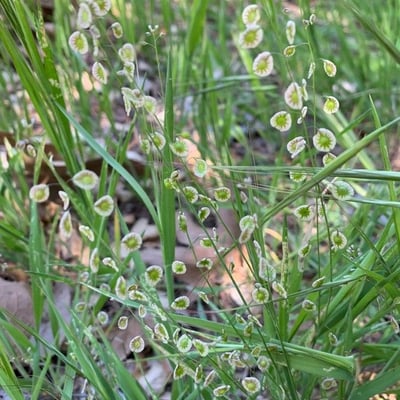 Thysanocarpus curvipes — flower