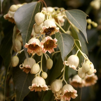 Brachychiton populneus — flower