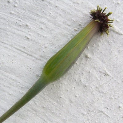 Porophyllum ruderale — flower