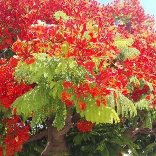 Delonix regia — flower