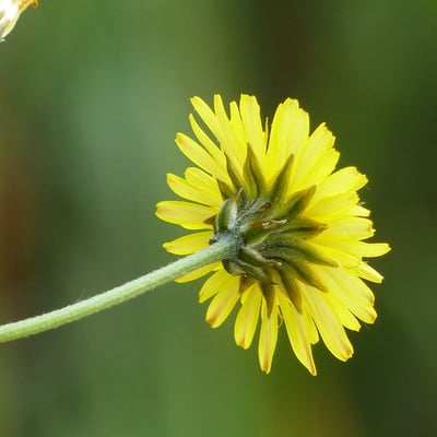 Crepis setosa — flower