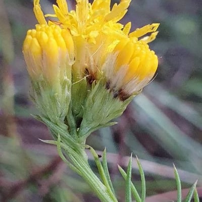 Galatella linosyris — flower