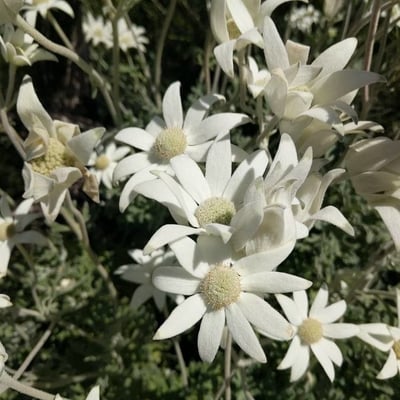 Actinotus helianthi — flower