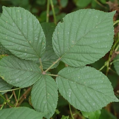 Rubus gracilis — leaf